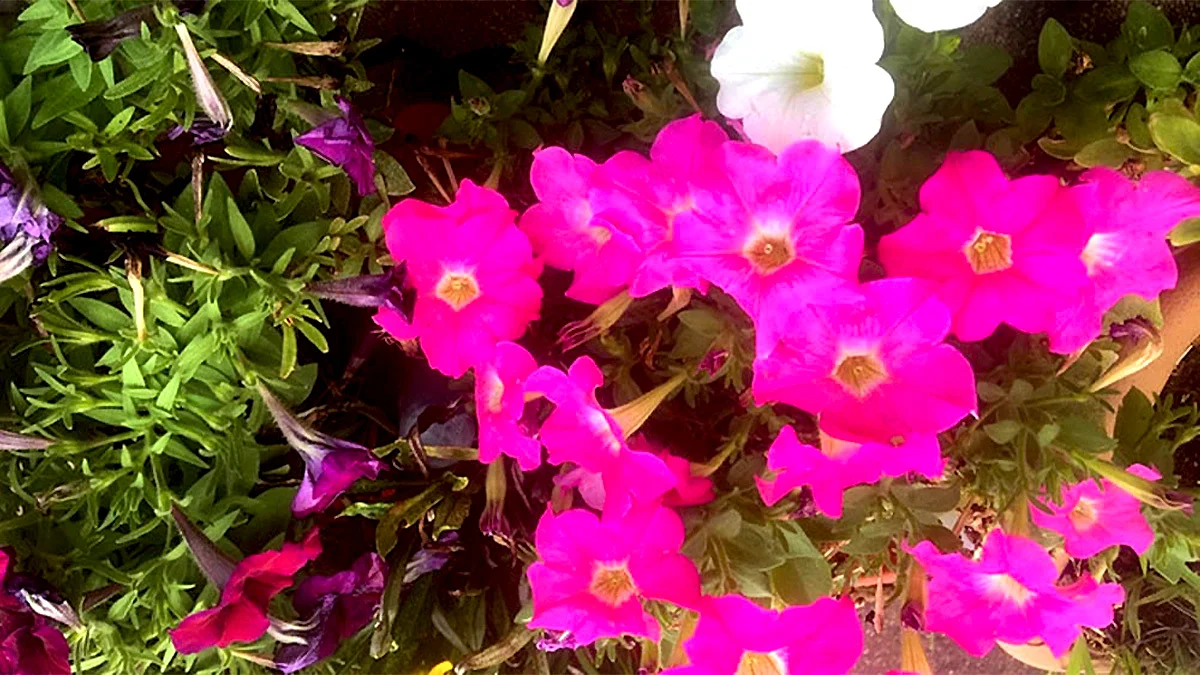 千葉新宿校 地域に貢献する個別指導塾