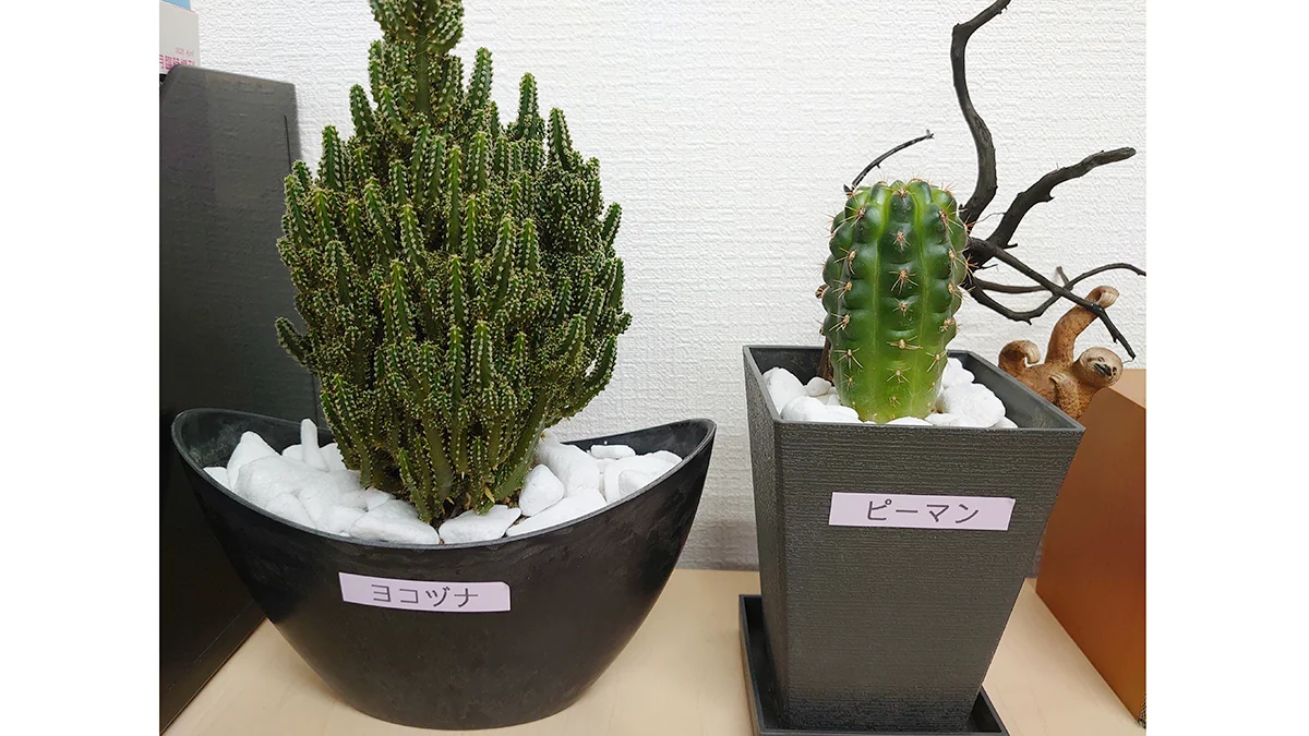 南福岡校 南福岡校のサボテンも大きくなりました